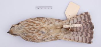 Media type: image;   Ornithology 291678
